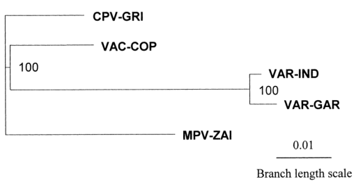 MPV、VAR、CPV、VAC末端可變基因組序列系統(tǒng)發(fā)育樹分析