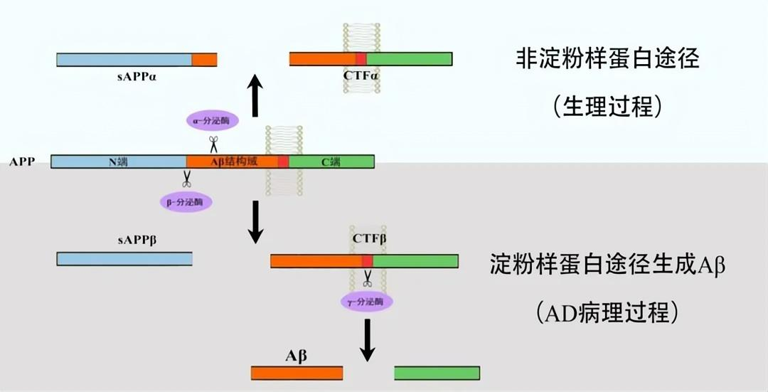 淀粉樣前體蛋白（APP）生成Aβ過程